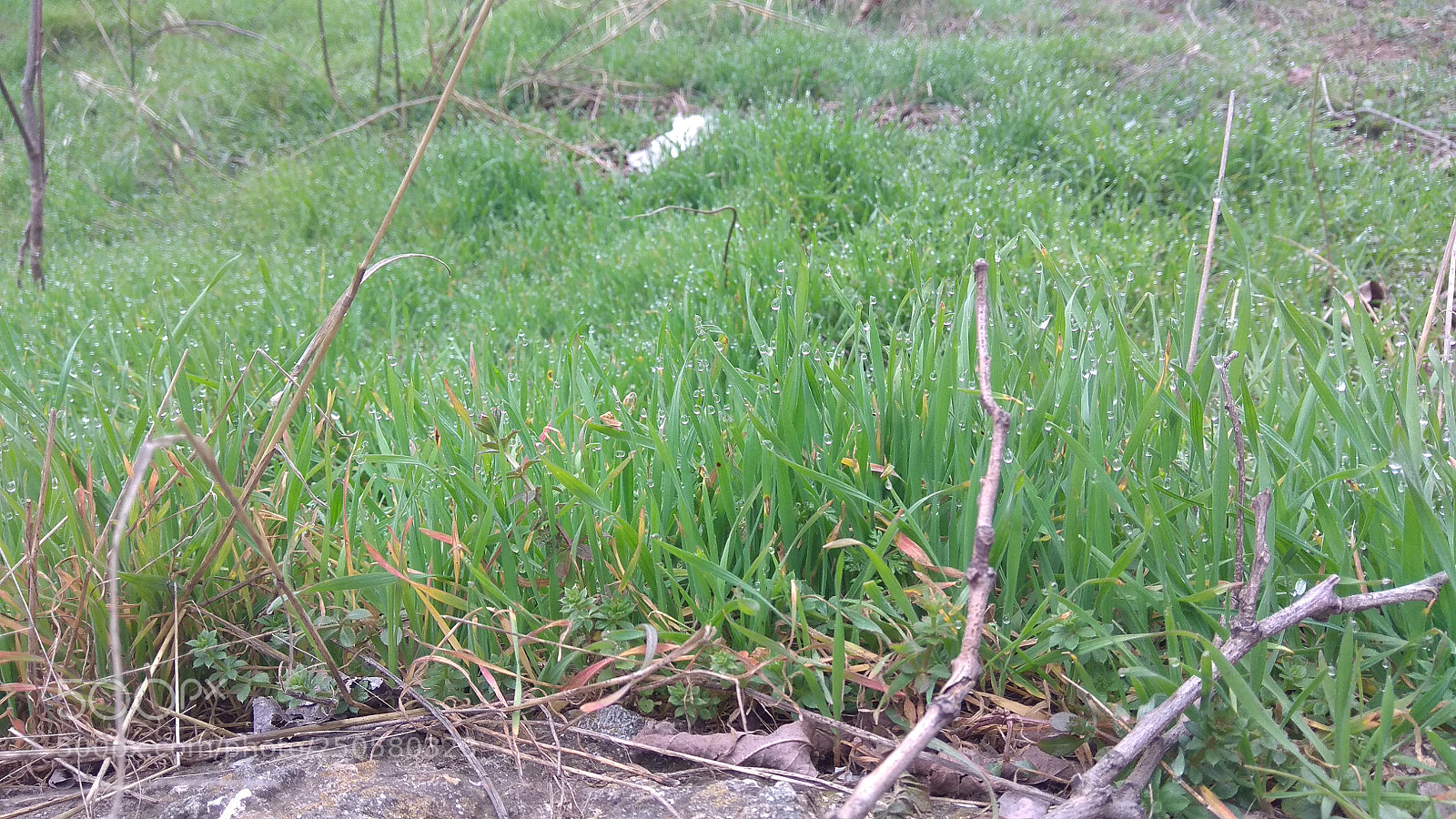 Xiaomi Redmi Note 4 sample photo. Img_20180309_120734.jpg photography