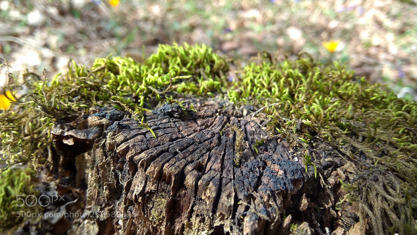 Xiaomi Redmi Note 4 sample photo. Hdr photography