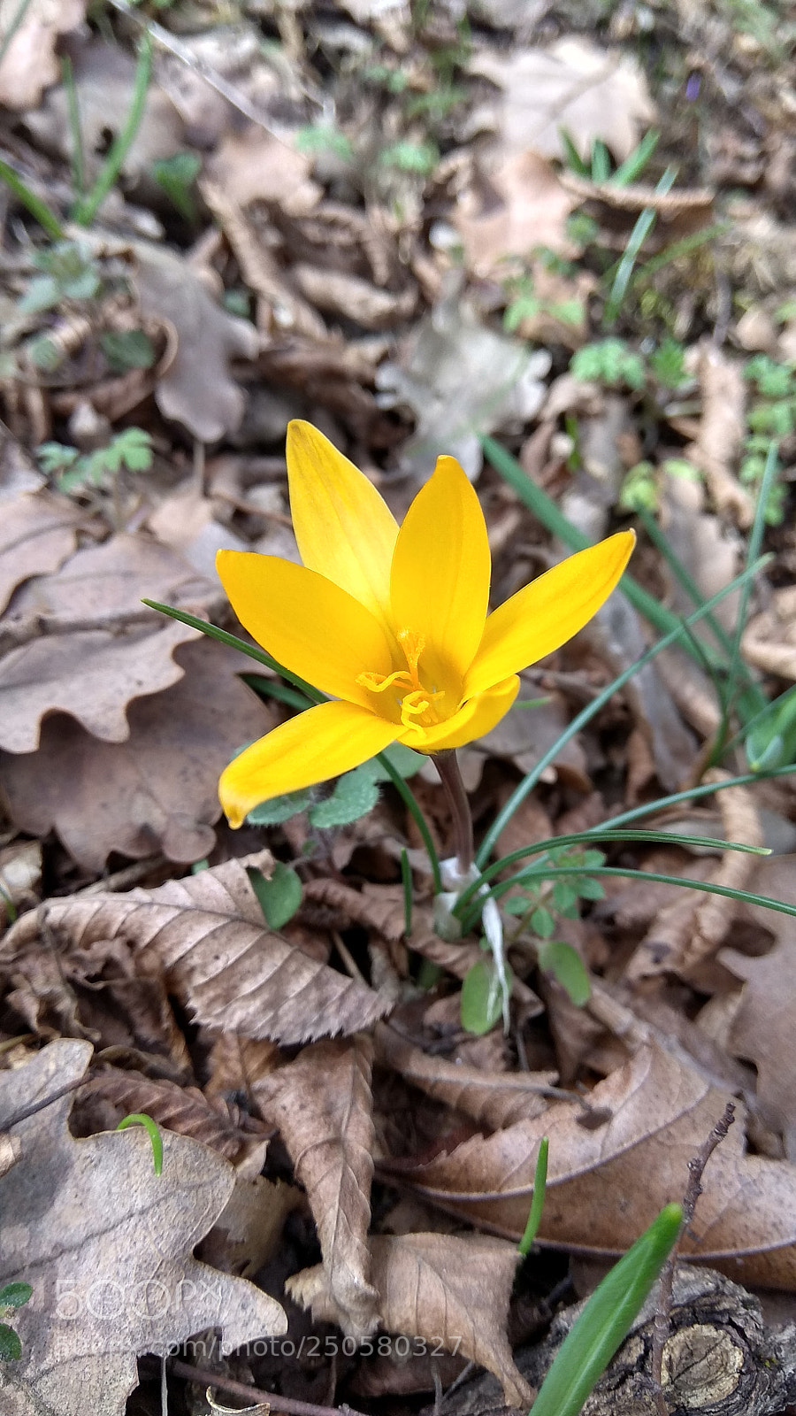 Xiaomi Redmi Note 4 sample photo. Yellow photography