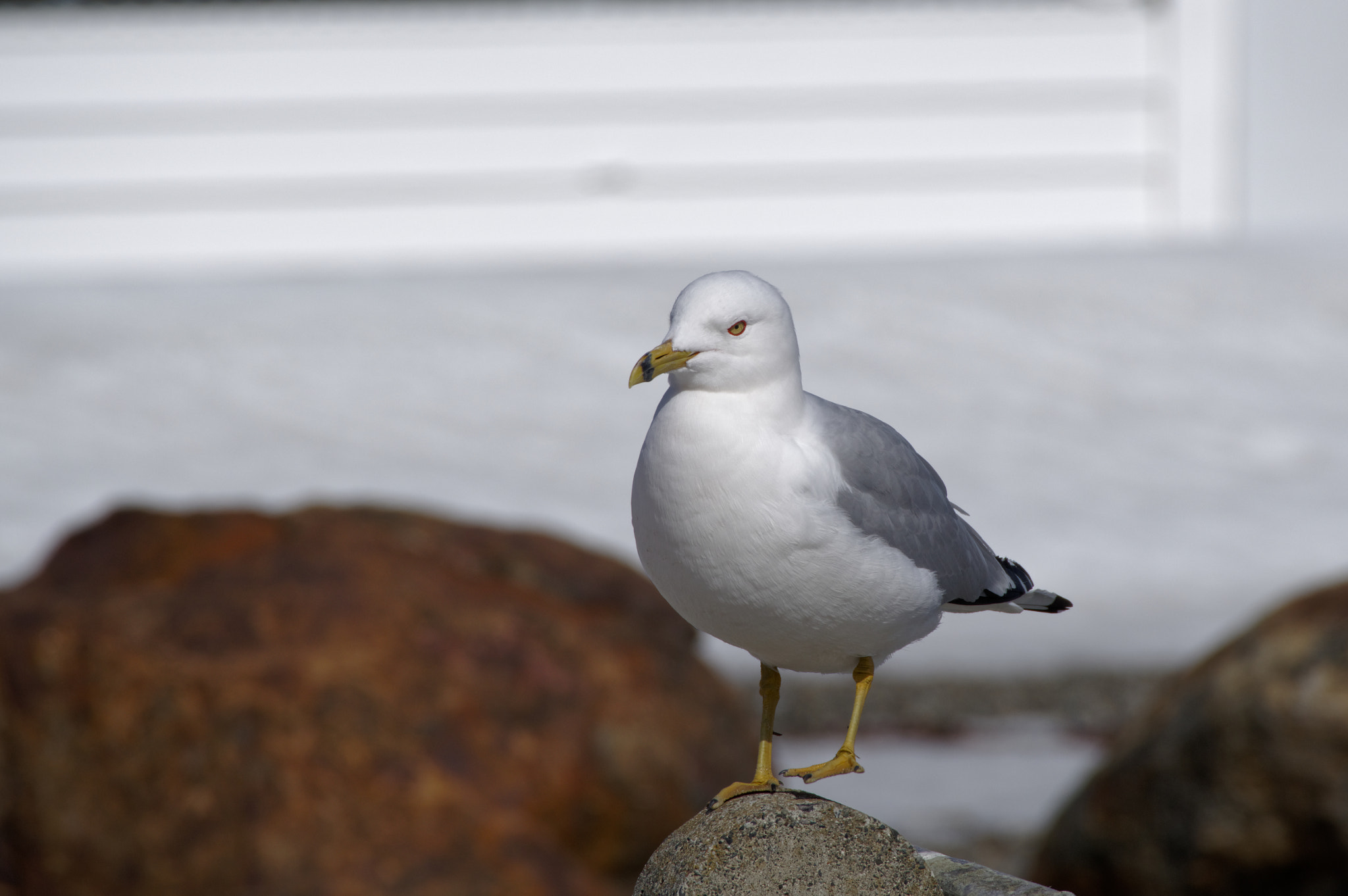 Pentax KP sample photo. Cautious gull 2 photography