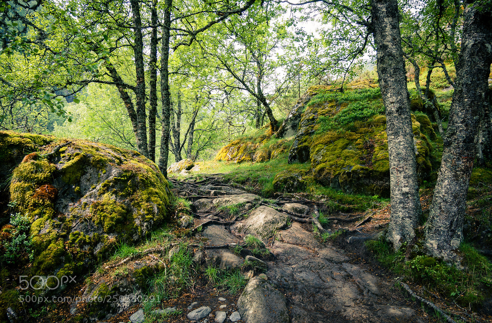 Panasonic Lumix DMC-G85 (Lumix DMC-G80) sample photo. Nice forest photography