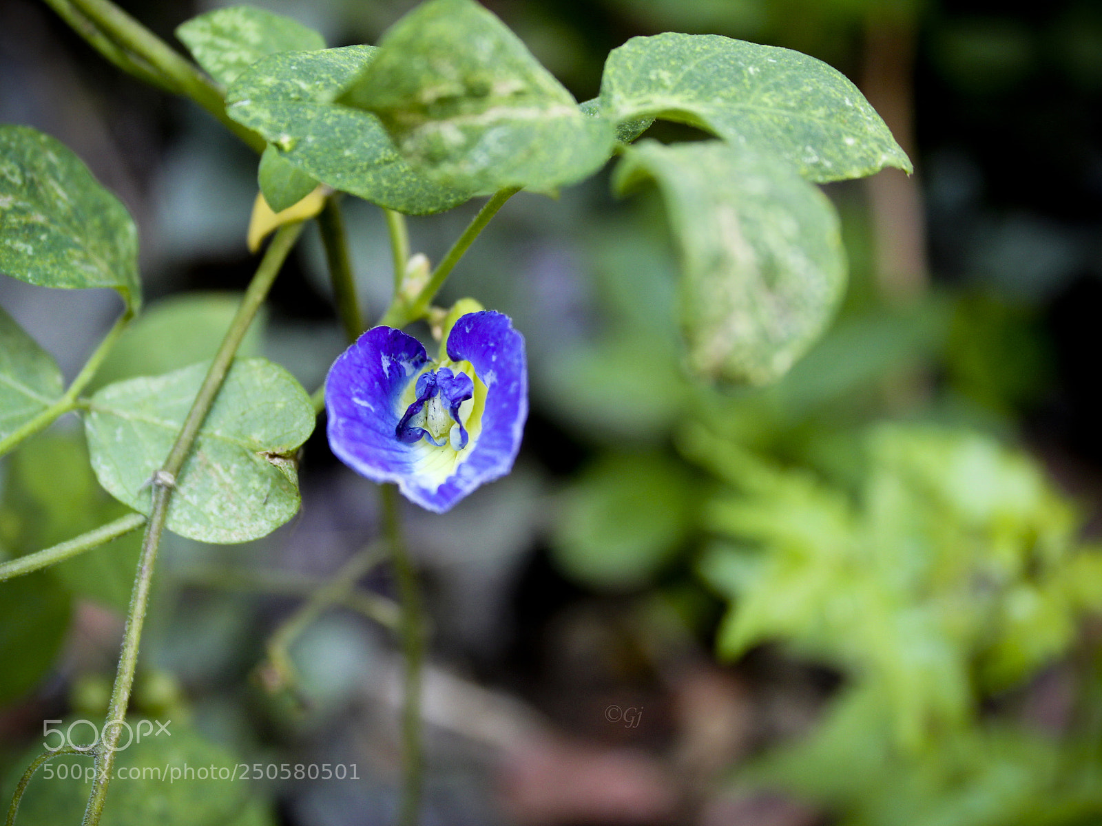 Canon EOS 1300D (EOS Rebel T6 / EOS Kiss X80) sample photo. Floral 4 photography
