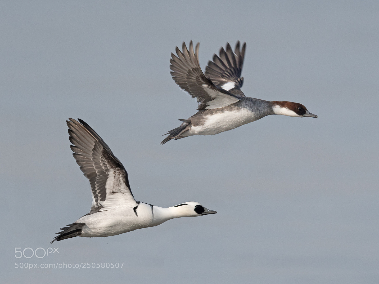 Nikon D500 sample photo. A pair of smews photography