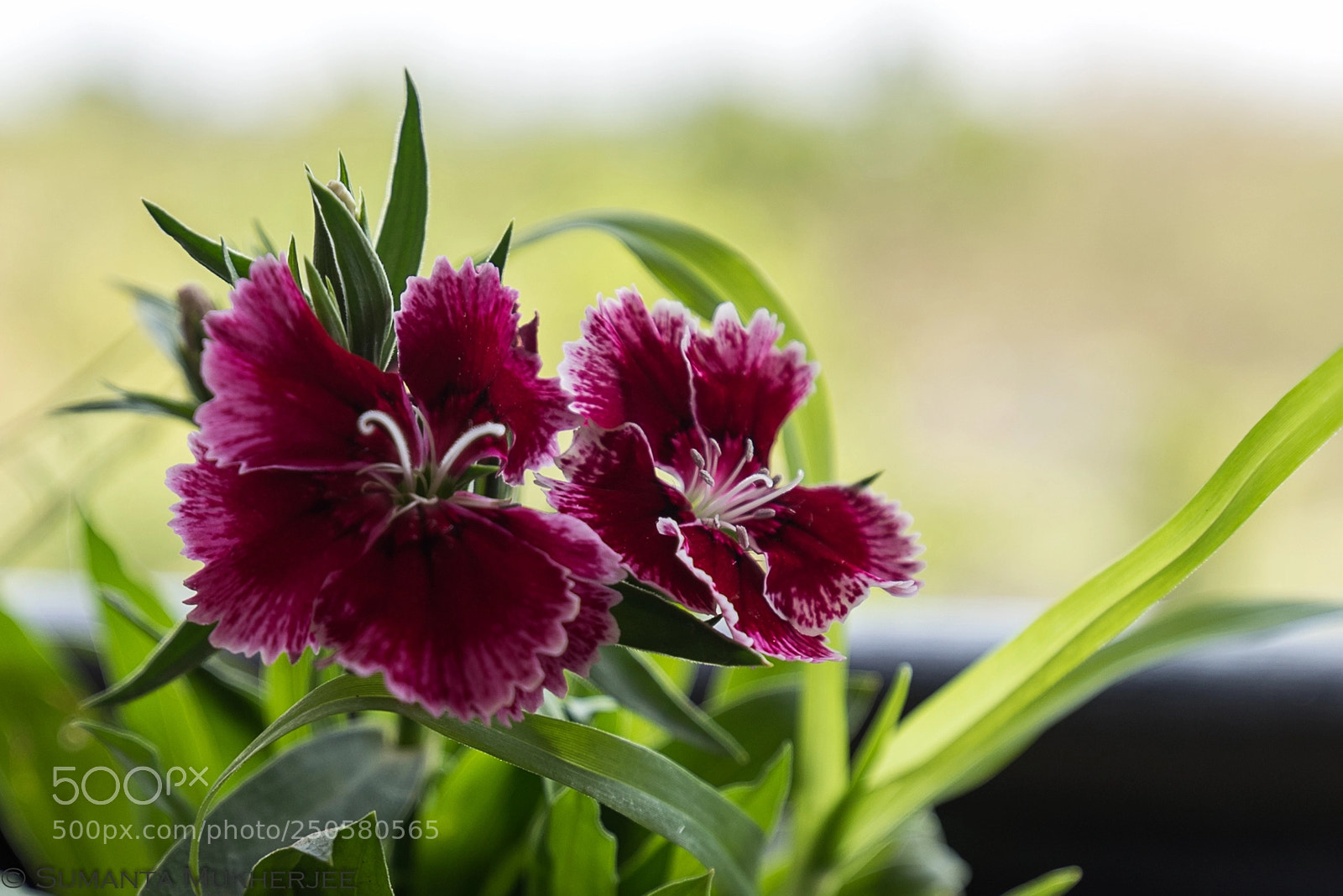 Nikon D810 sample photo. Untitled photography