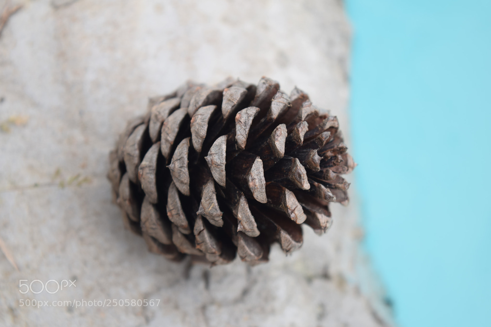 Nikon D5300 sample photo. Pine cone photography