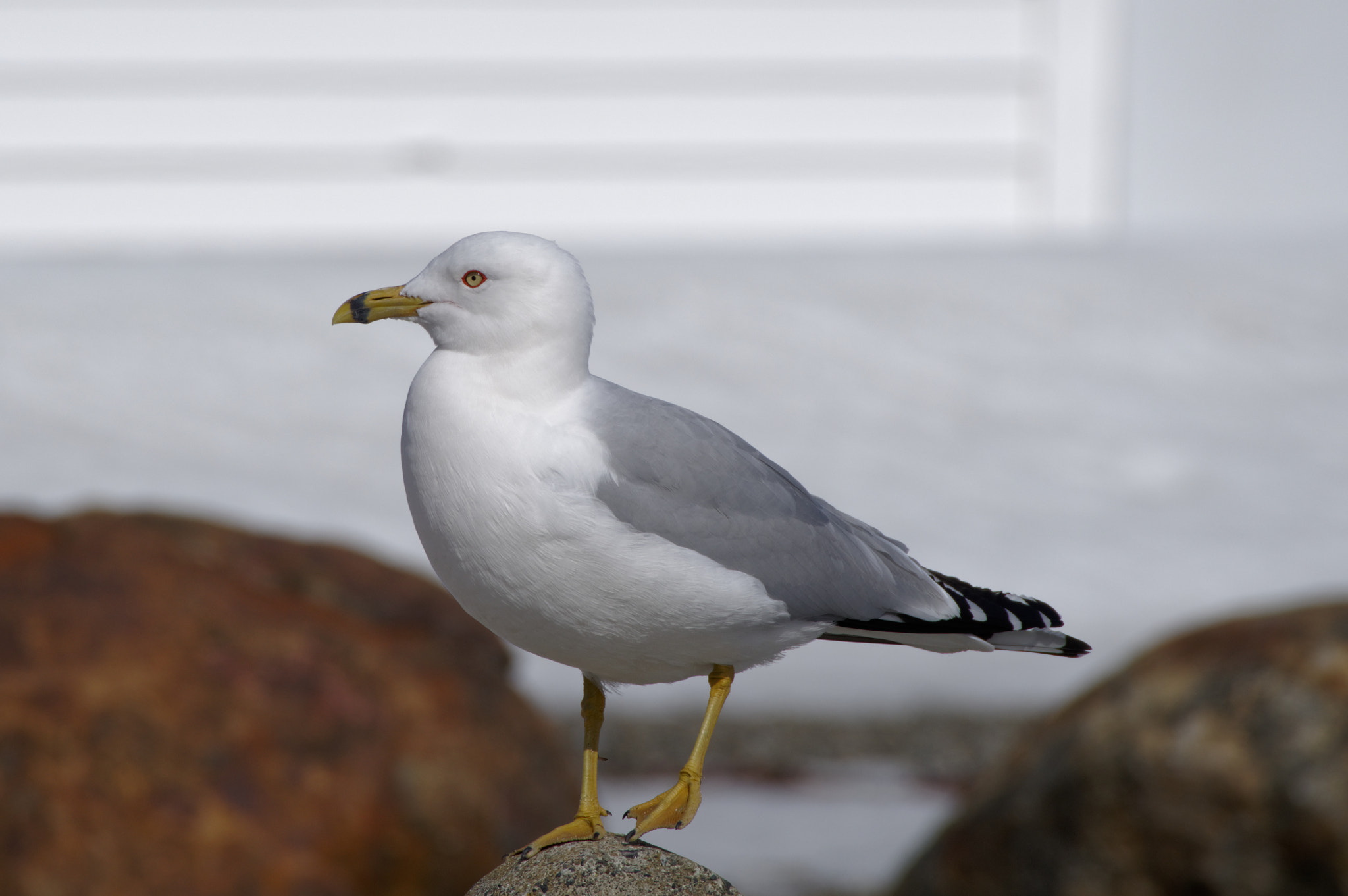 Pentax KP sample photo. Cautious gull photography