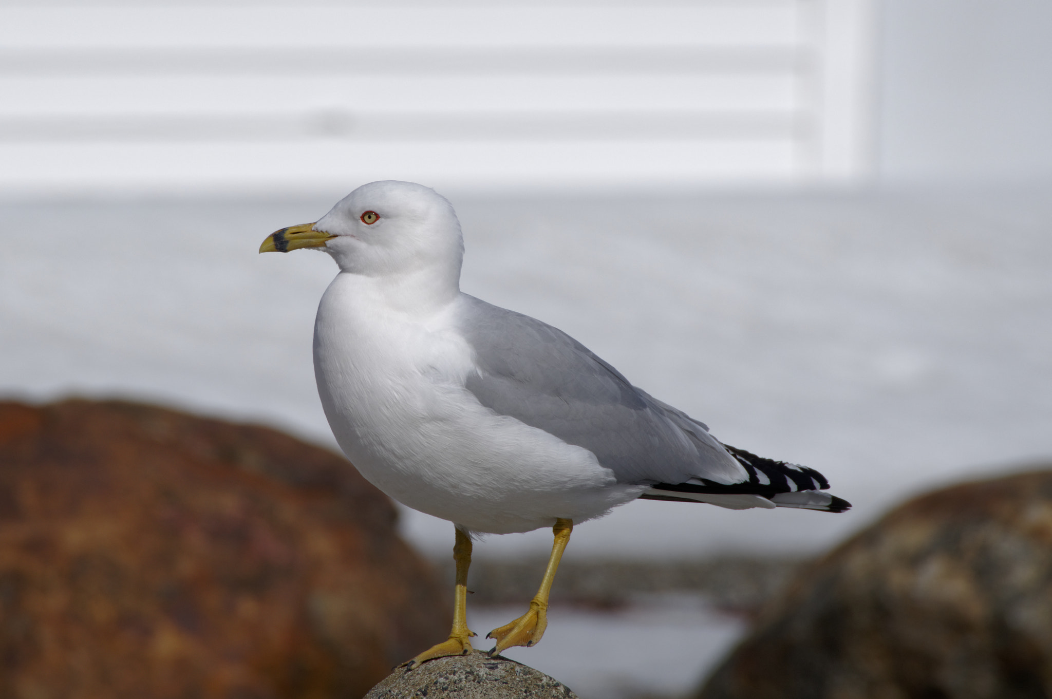 HD PENTAX-DA 55-300mm F4.5-6.3 ED PLM WR RE sample photo. Cautious gull photography