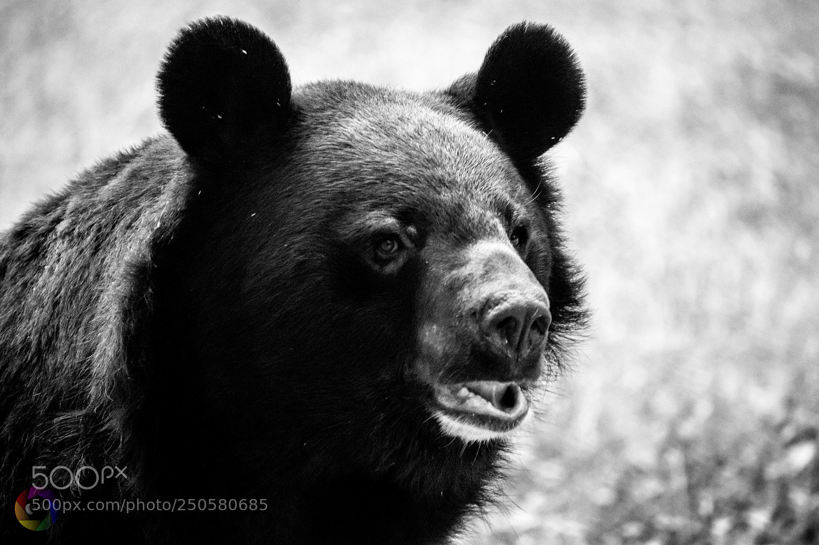 Nikon D5300 sample photo. Himalayan bear photography