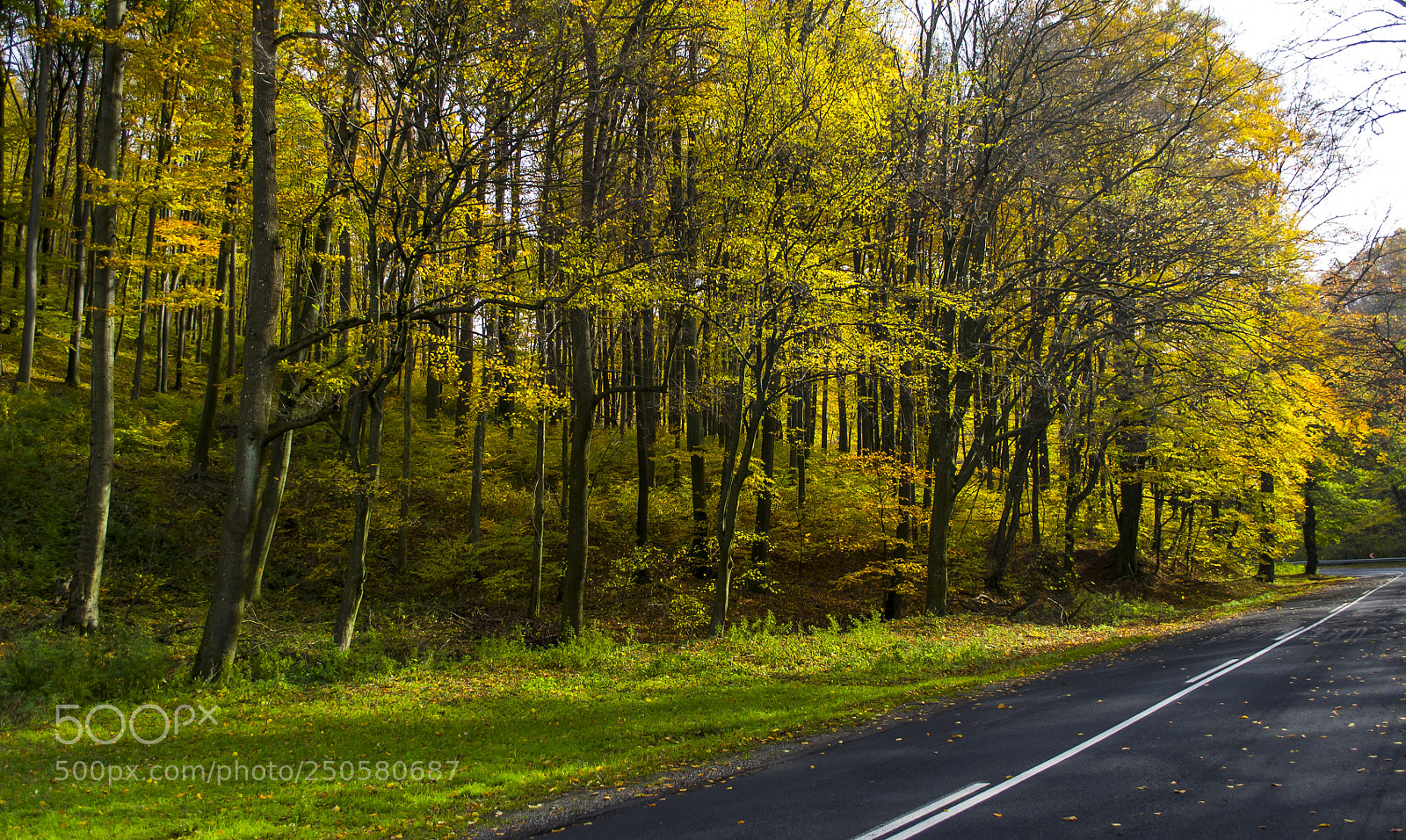 Nikon D3100 sample photo. S rgul f k...yellow photography