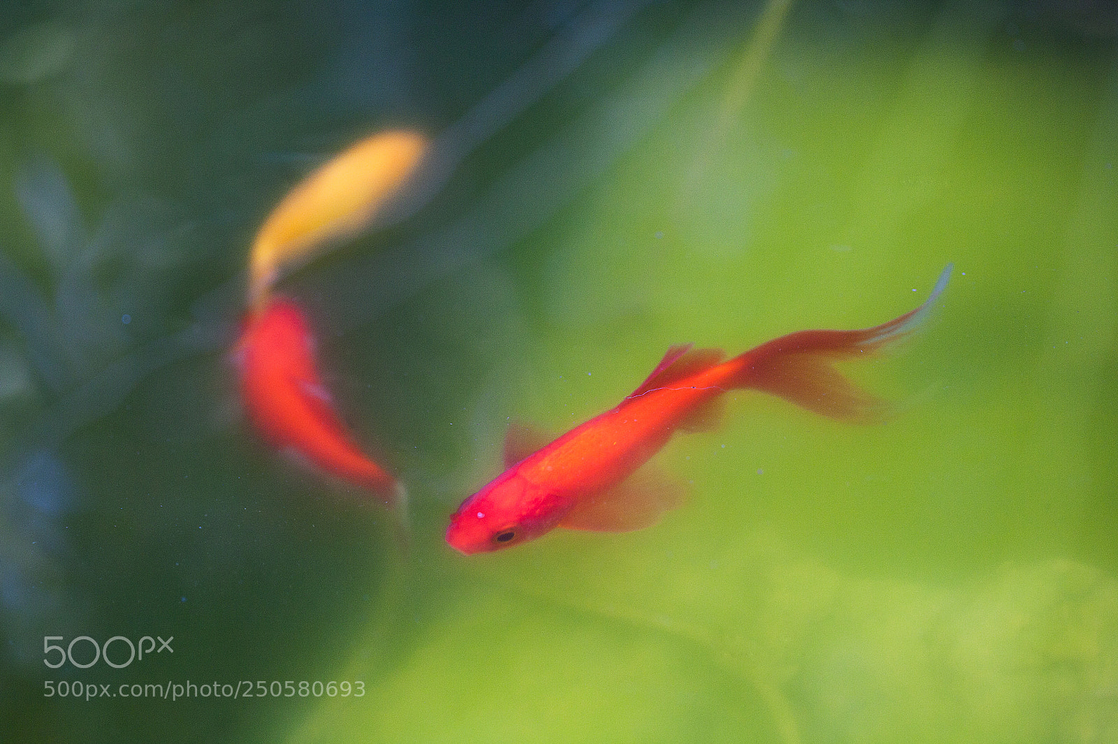 Canon EOS 5D sample photo. Los peces photography