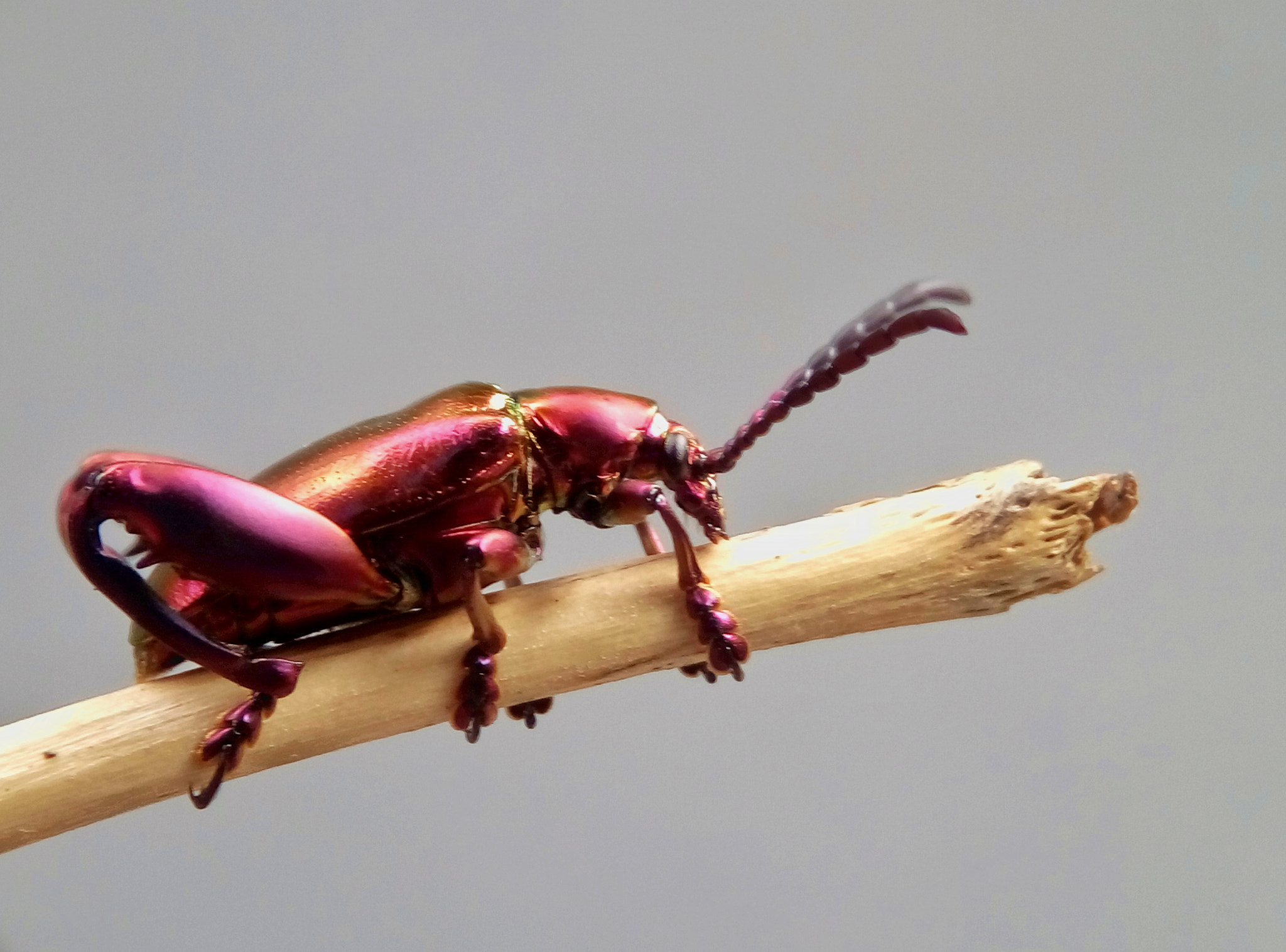Meizu m2 sample photo. Frog legged leaf beetle photography