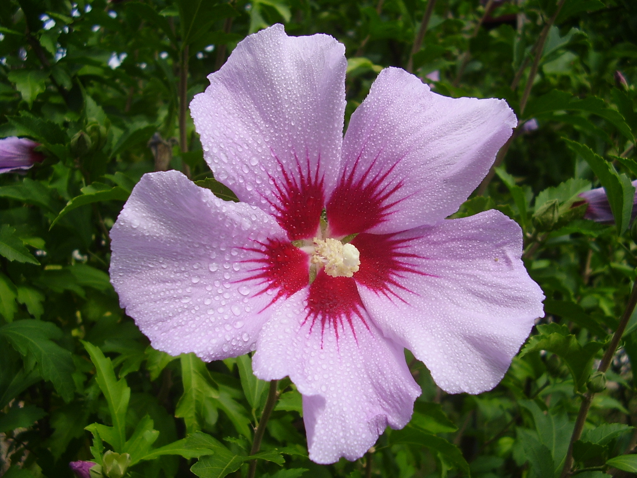 Olympus X450,D535Z,C370Z sample photo. Flower photography