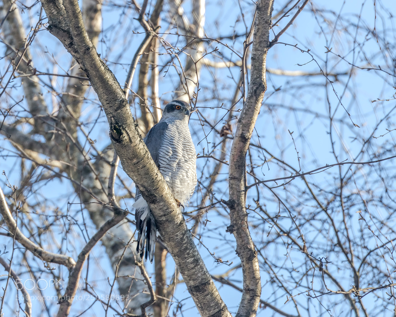 Canon EOS 80D sample photo. Accipiter gentilis photography