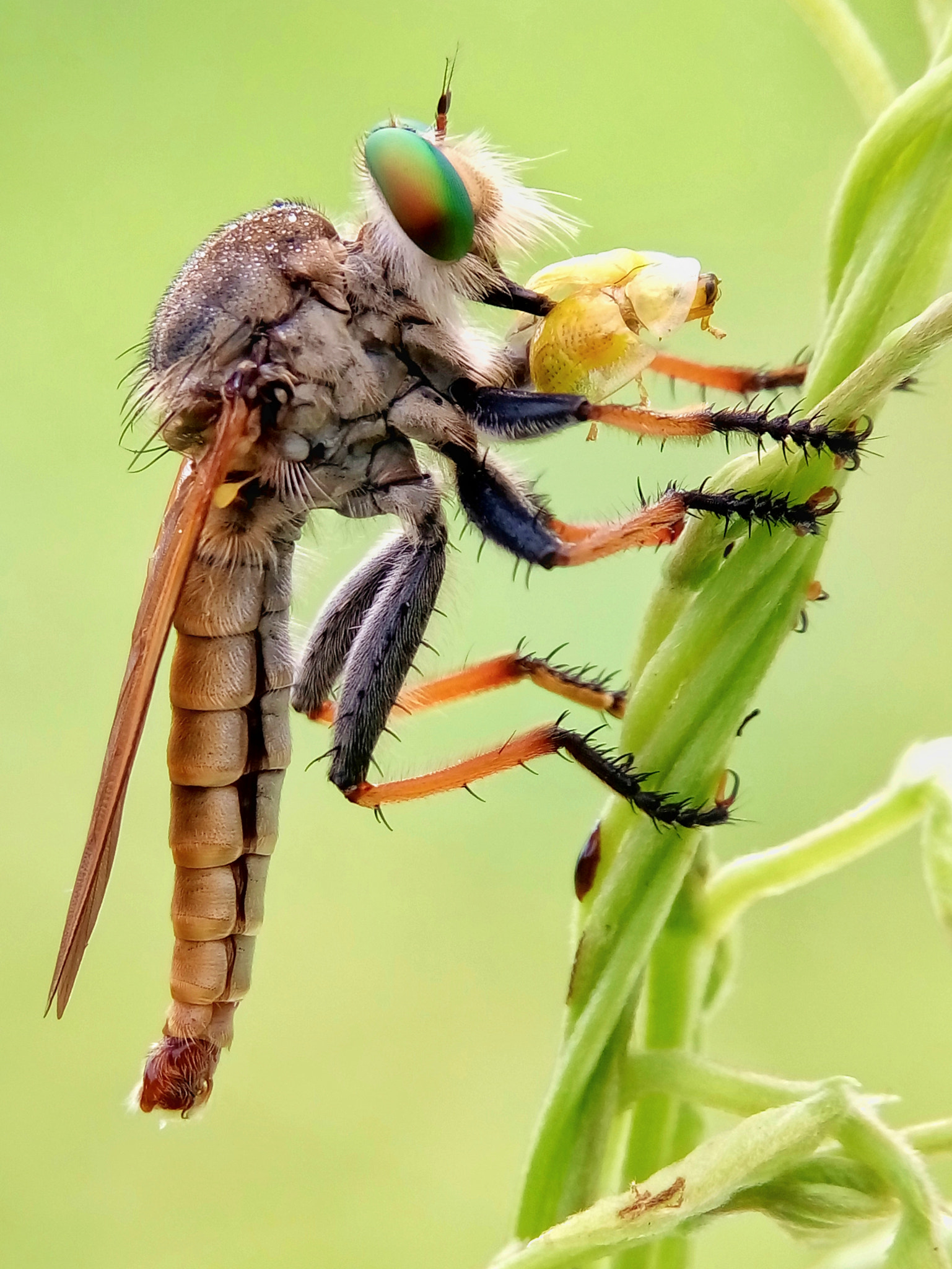 Meizu m2 sample photo. Robber fly photography