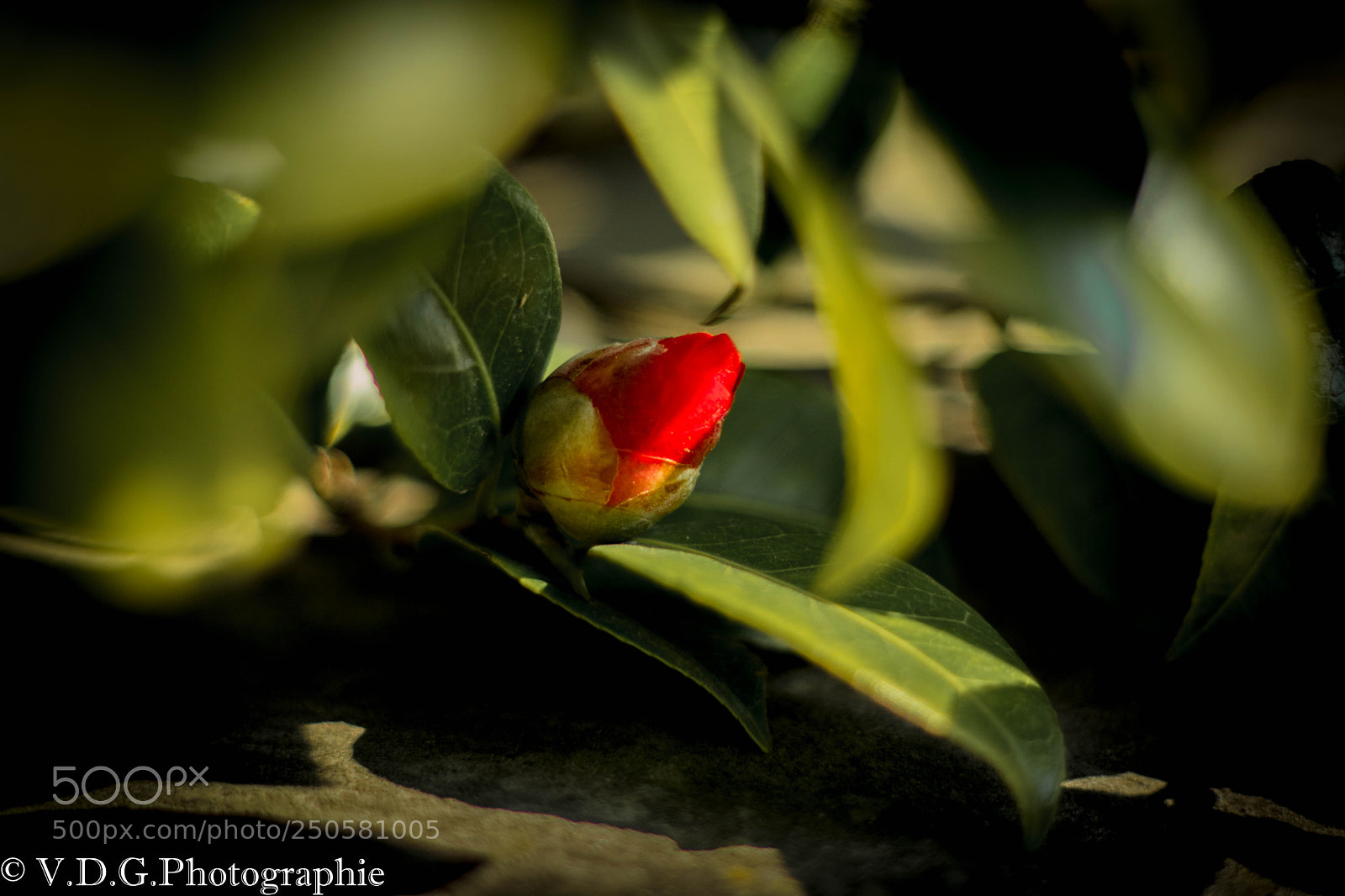 Canon EOS 80D sample photo. Img photography