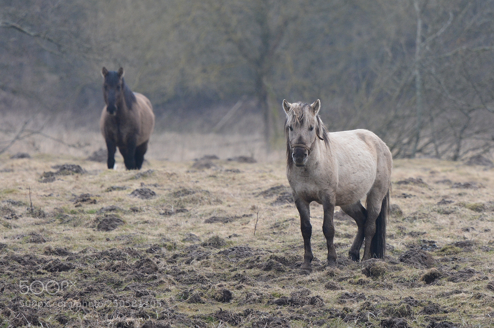 Nikon D7100 sample photo. No birds today photography