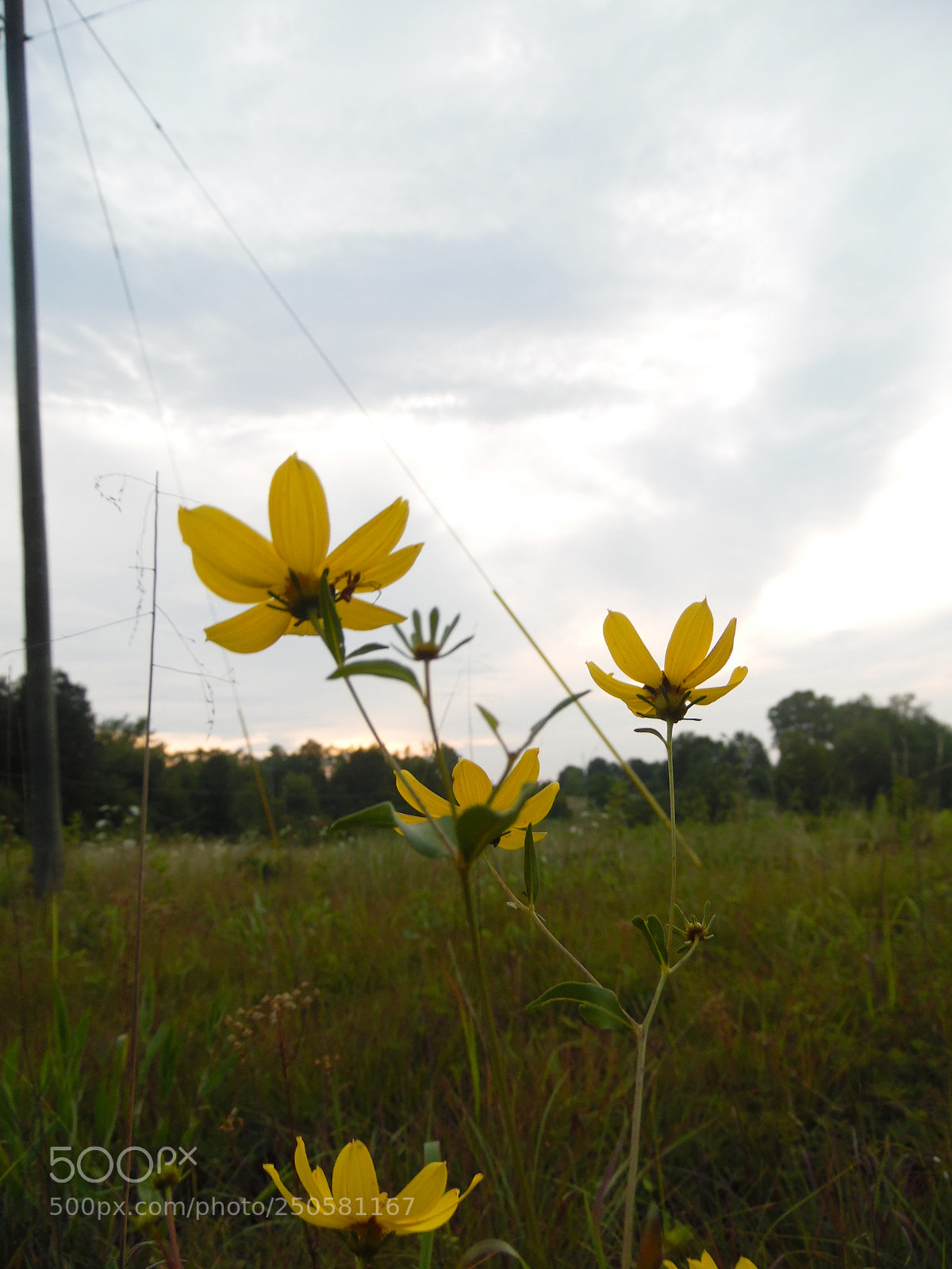 Samsung WB1100F/WB1101F/WB1102F sample photo. Beauty in nature photography