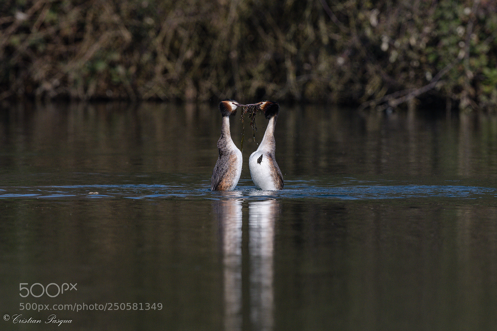 Nikon D500 sample photo. Grebes in love photography