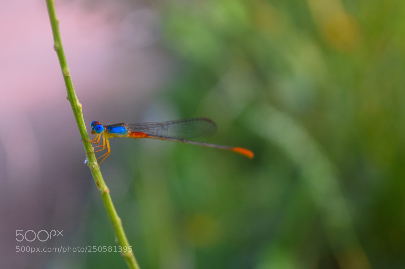 Nikon D3300 sample photo. Dragonfly photography