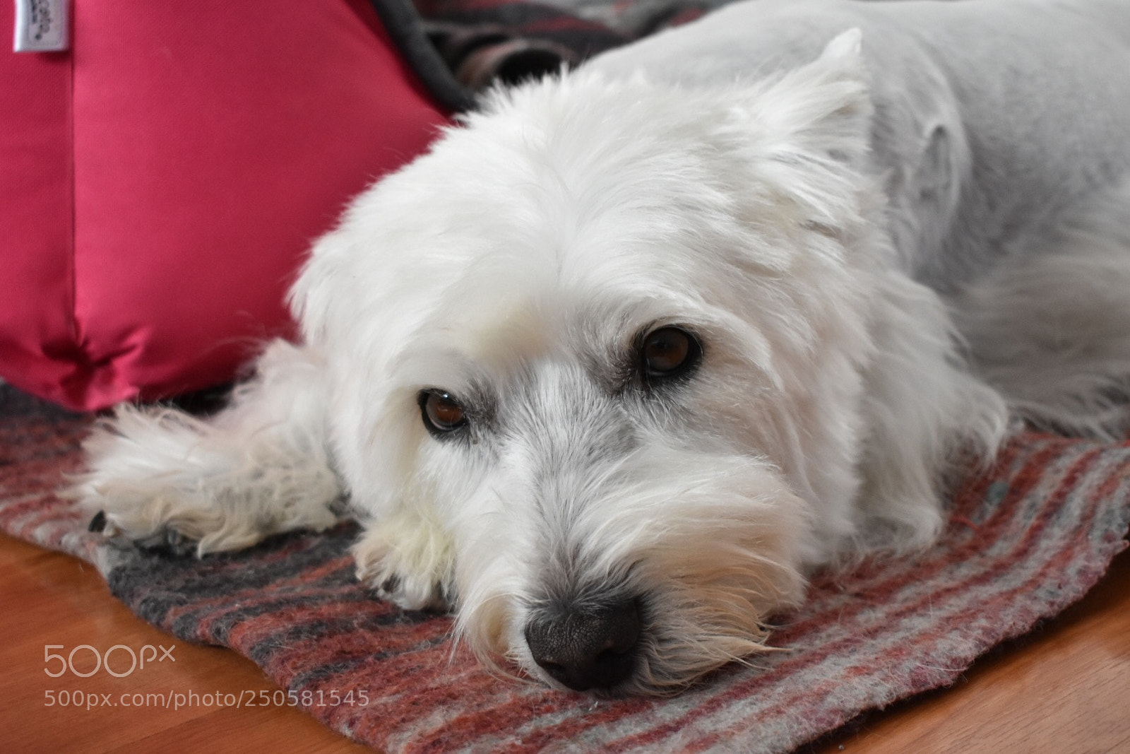 Nikon D3400 sample photo. Felpa  photography