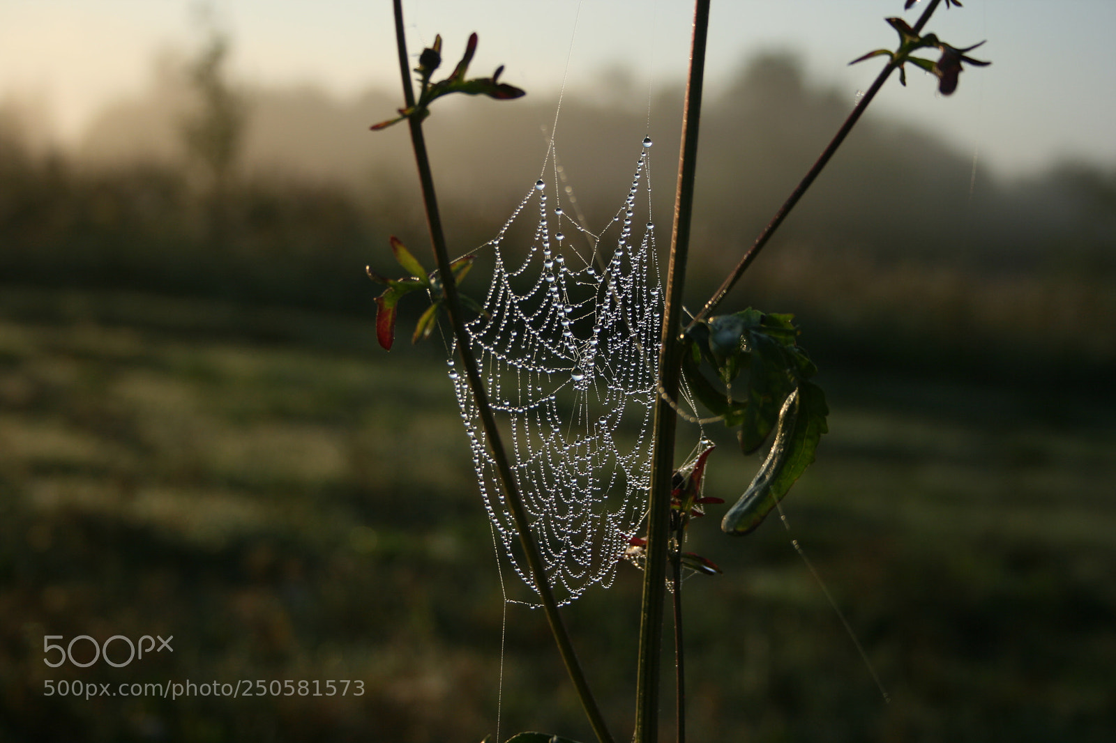 Canon EF-S 18-55mm F3.5-5.6 II sample photo. Cobweb photography