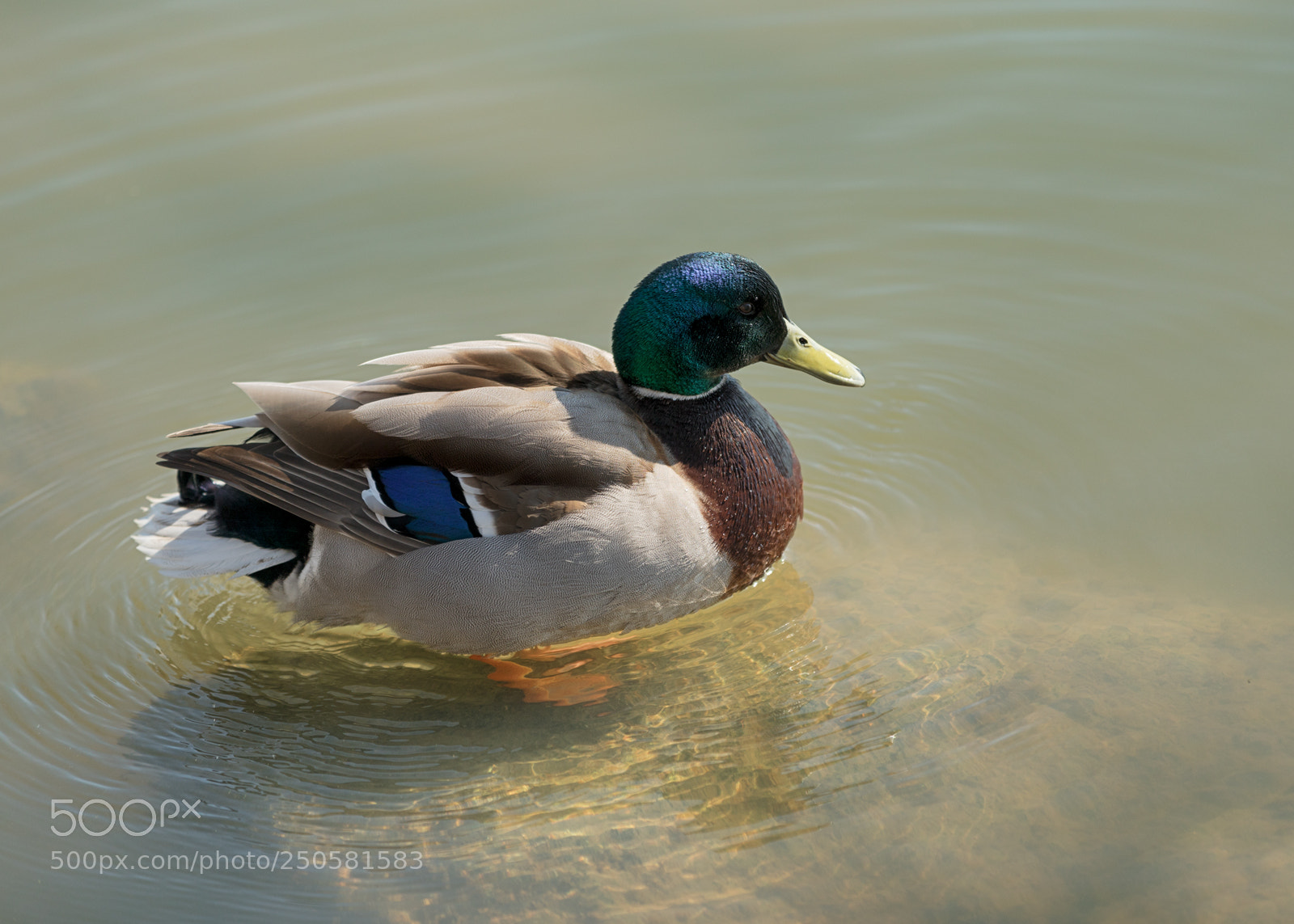 Canon EOS 5D Mark IV sample photo. Male mallard photography