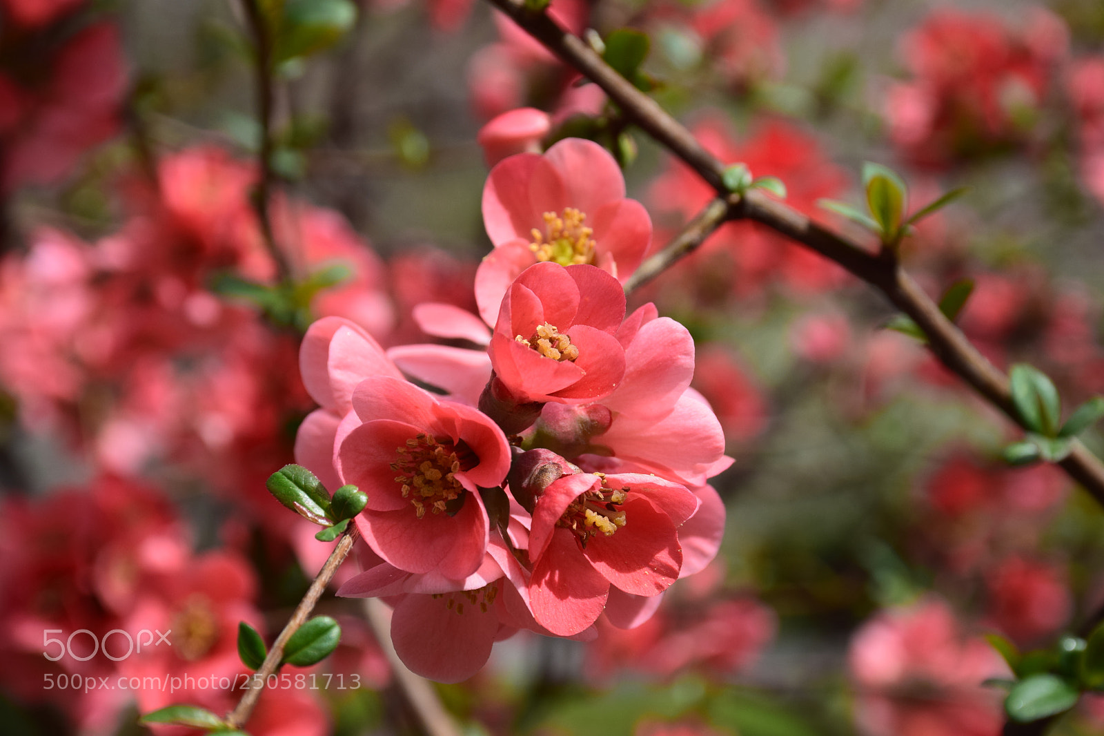 Nikon D5300 sample photo. Blossoms in saadabad palace photography