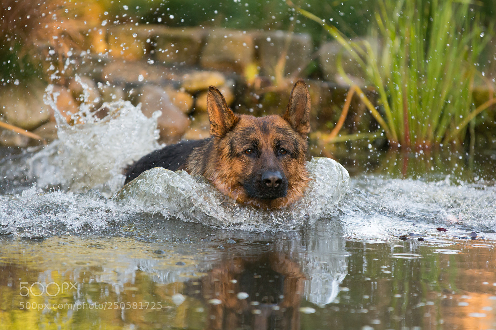 Nikon D7100 sample photo. Shepherd dog is swimming photography