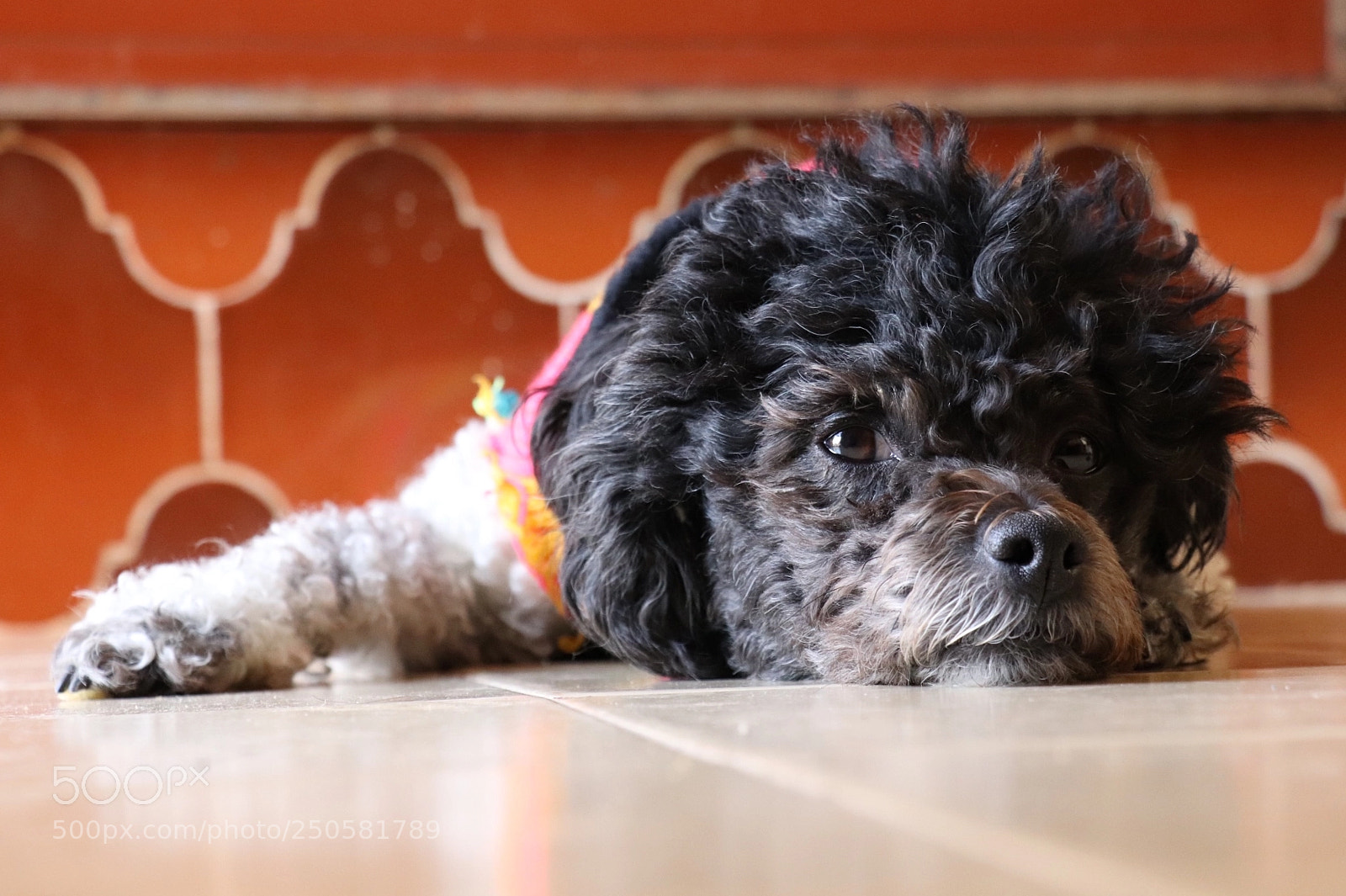 Canon EOS 77D (EOS 9000D / EOS 770D) sample photo. Photography studies photography