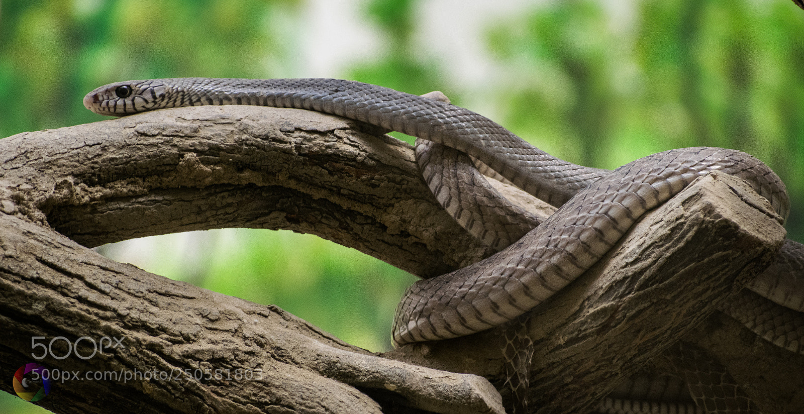 Nikon D5300 sample photo. Indian rate snake photography