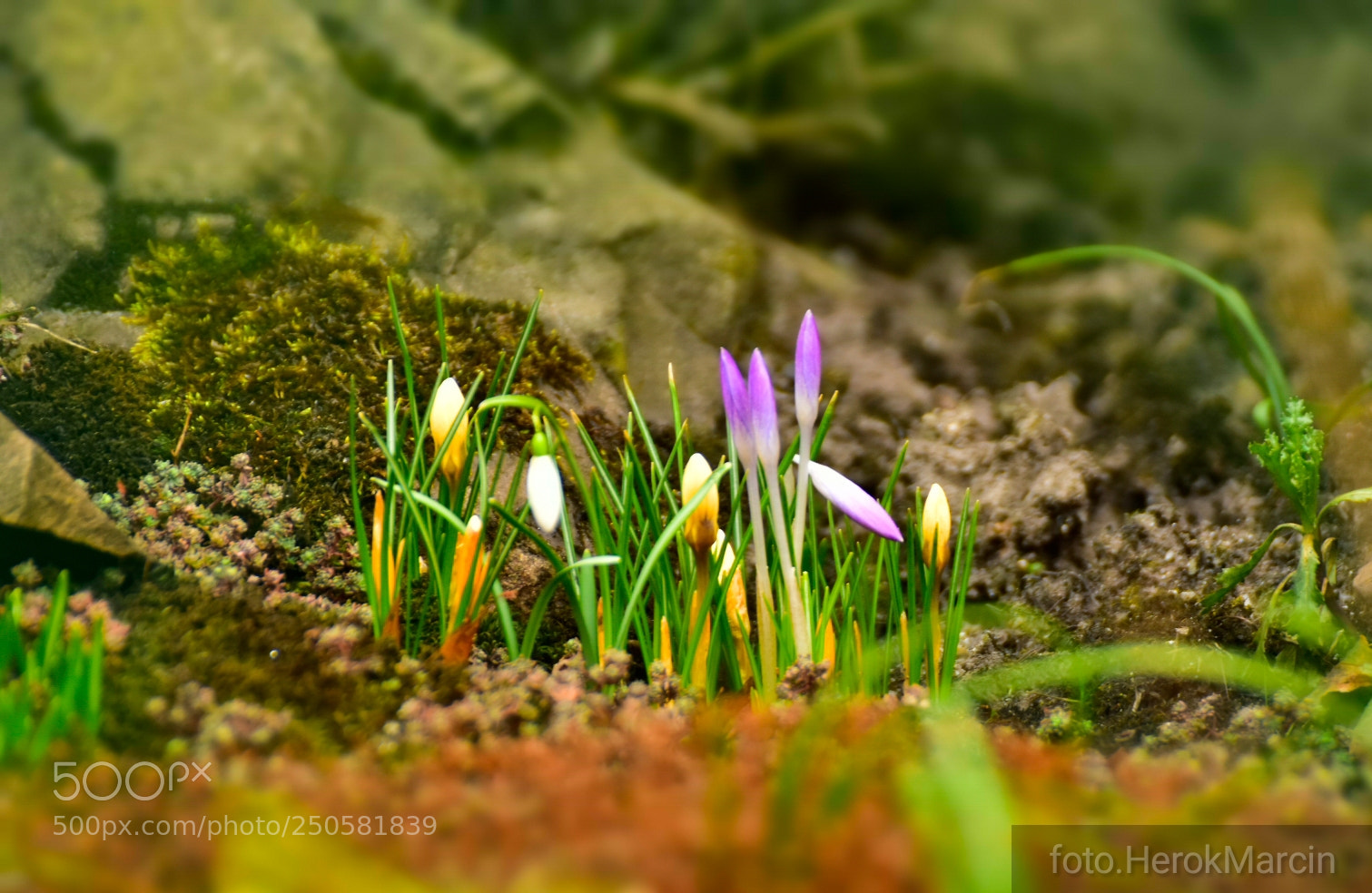 Nikon D5500 sample photo. Spring photography