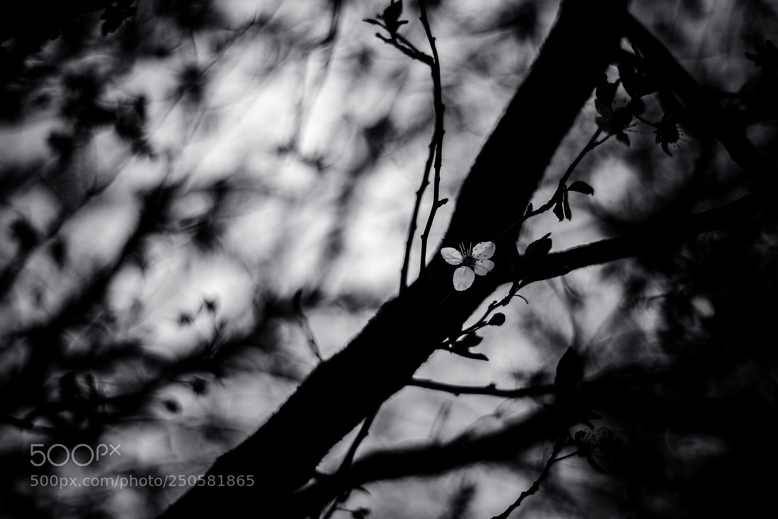 Nikon D810 sample photo. Blossom photography