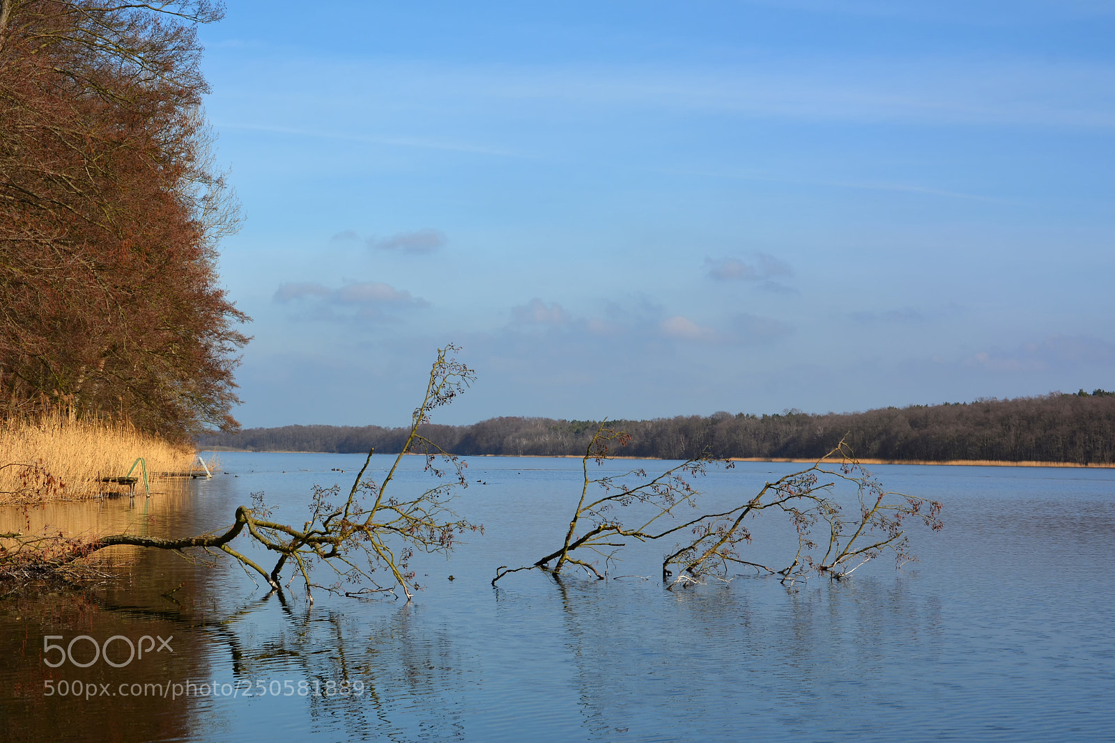 Nikon D7100 sample photo. Tree in the lake photography