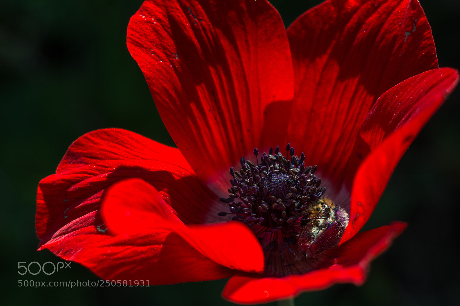 Nikon D7100 sample photo. Red curtain photography