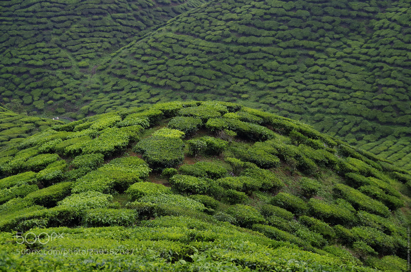 Pentax K-30 sample photo. Malasia. cameron highlands photography