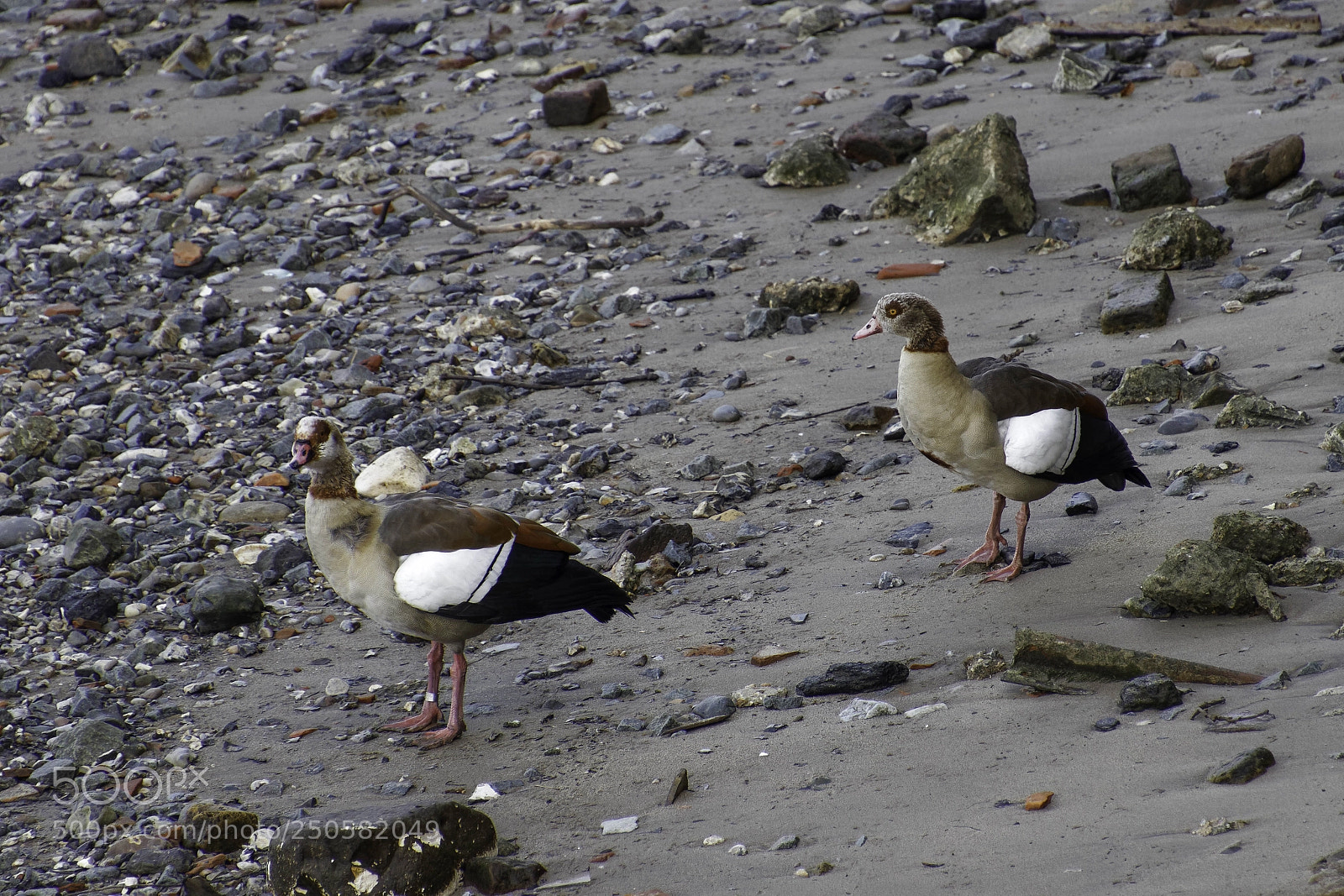 Canon EOS 77D (EOS 9000D / EOS 770D) sample photo. Egyptian geese on the photography