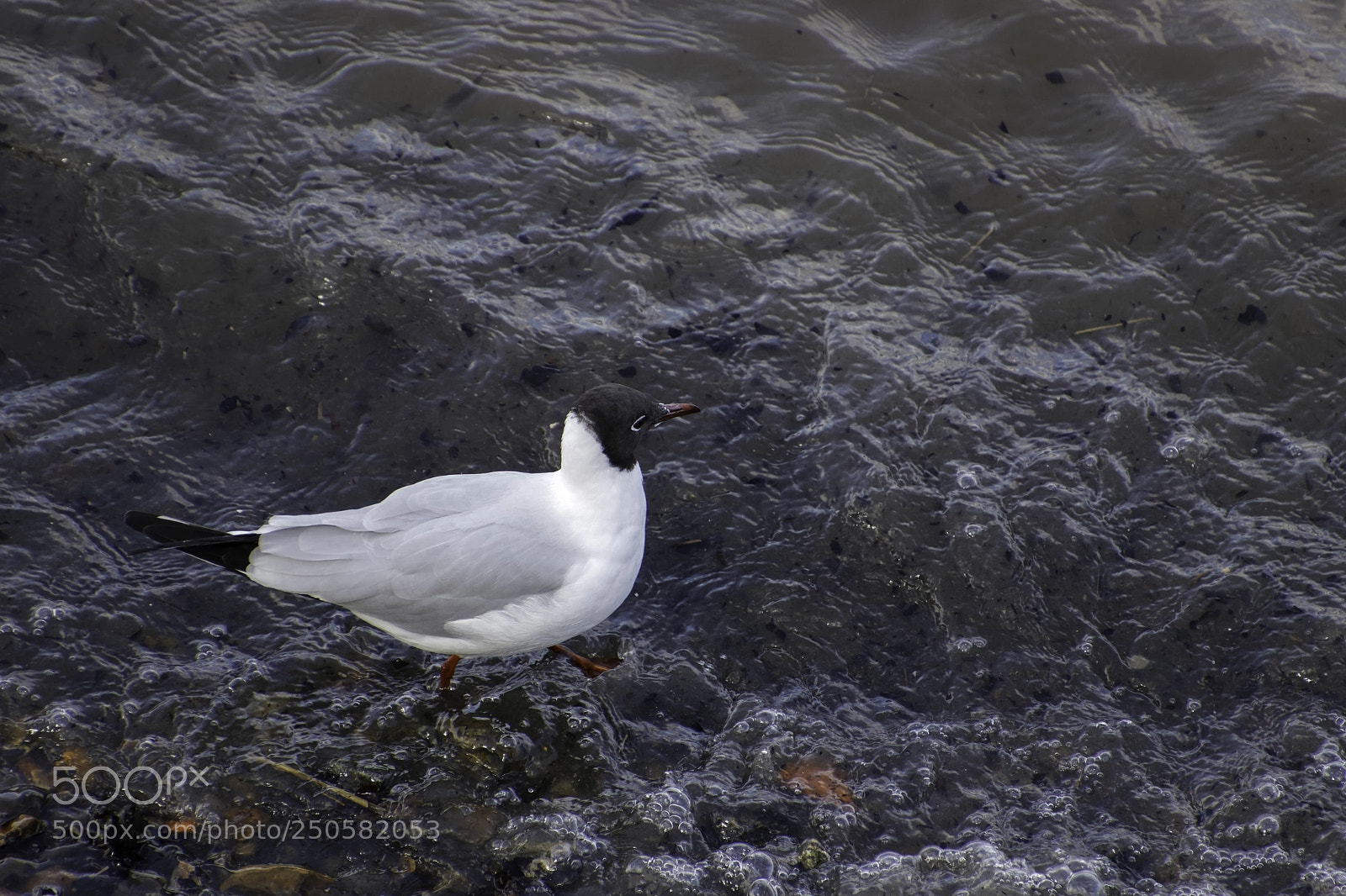 Canon EOS 77D (EOS 9000D / EOS 770D) sample photo. Black-headed gull wading along photography