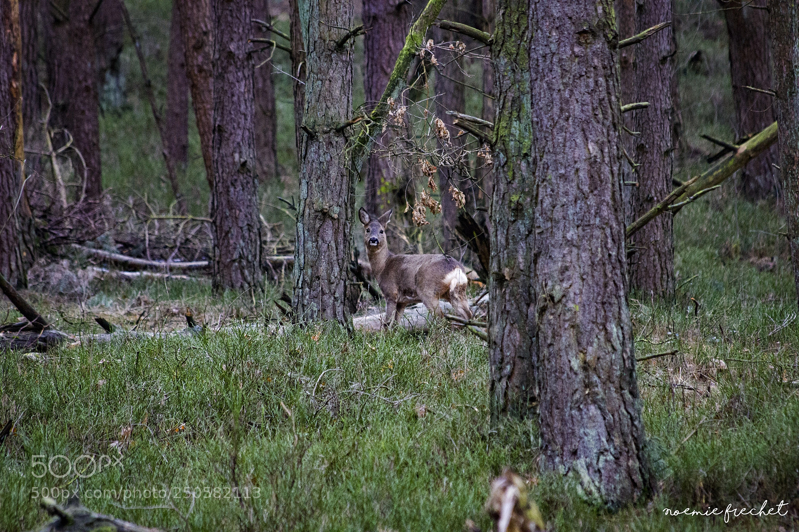 Canon EOS 550D (EOS Rebel T2i / EOS Kiss X4) sample photo. Little deer photography