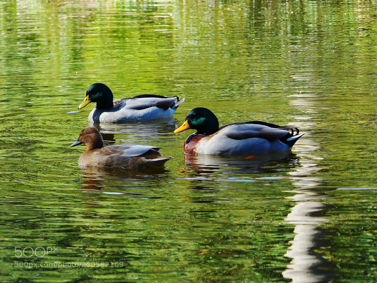 Panasonic Lumix DMC-FZ200 sample photo. Ducks in the pond photography