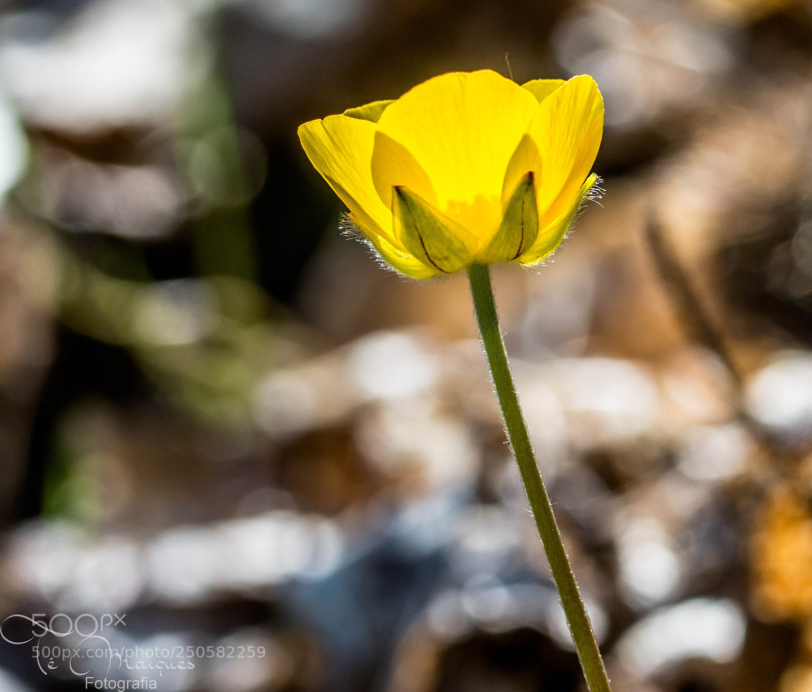 Nikon D7200 sample photo. Simply flower photography