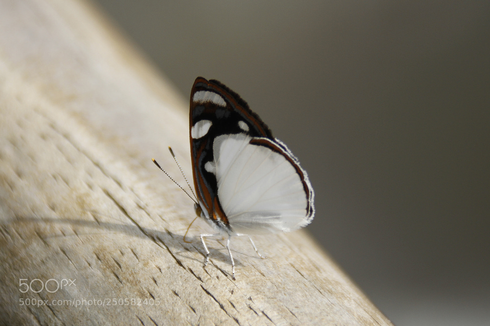 Canon EOS 7D sample photo. Mariposa en cataratas de photography