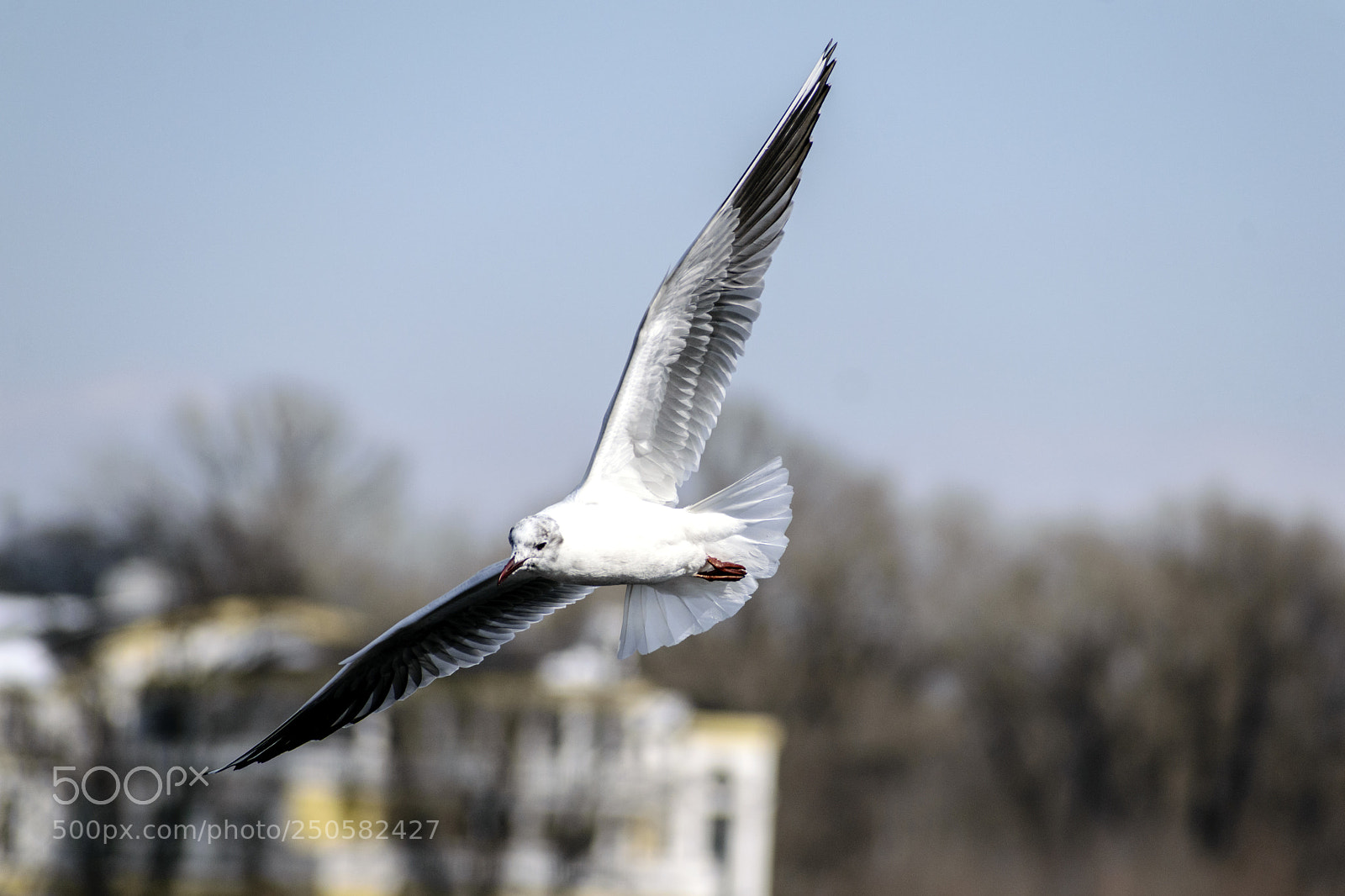 Nikon D5300 sample photo. Fly photography