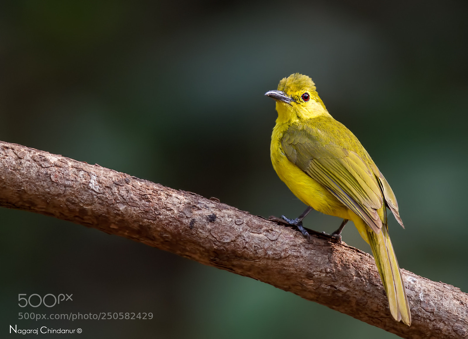 Canon EOS 7D sample photo. Yellow browed bulbul photography
