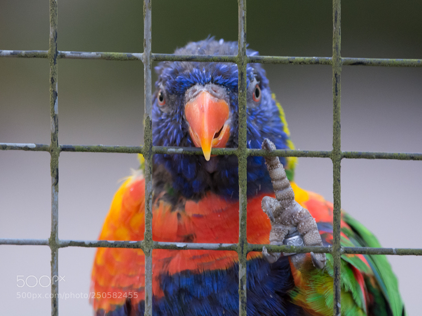 Nikon D7100 sample photo. Sad prisoner photography