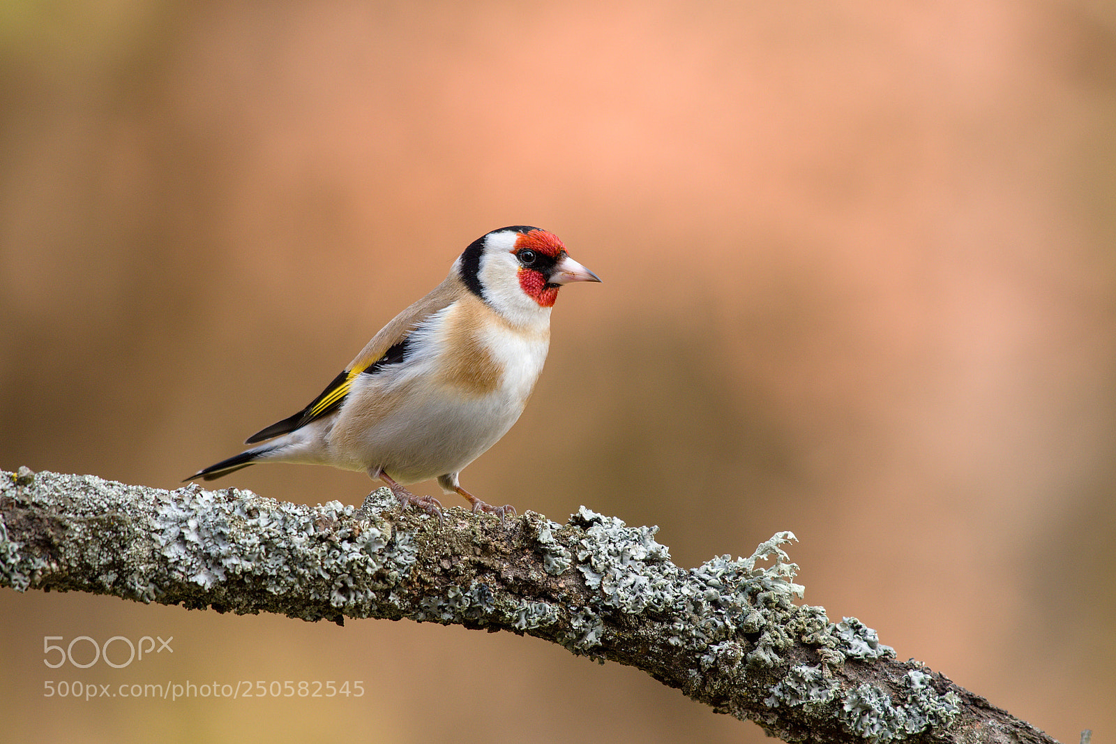 Nikon D500 sample photo. Goldfinch photography