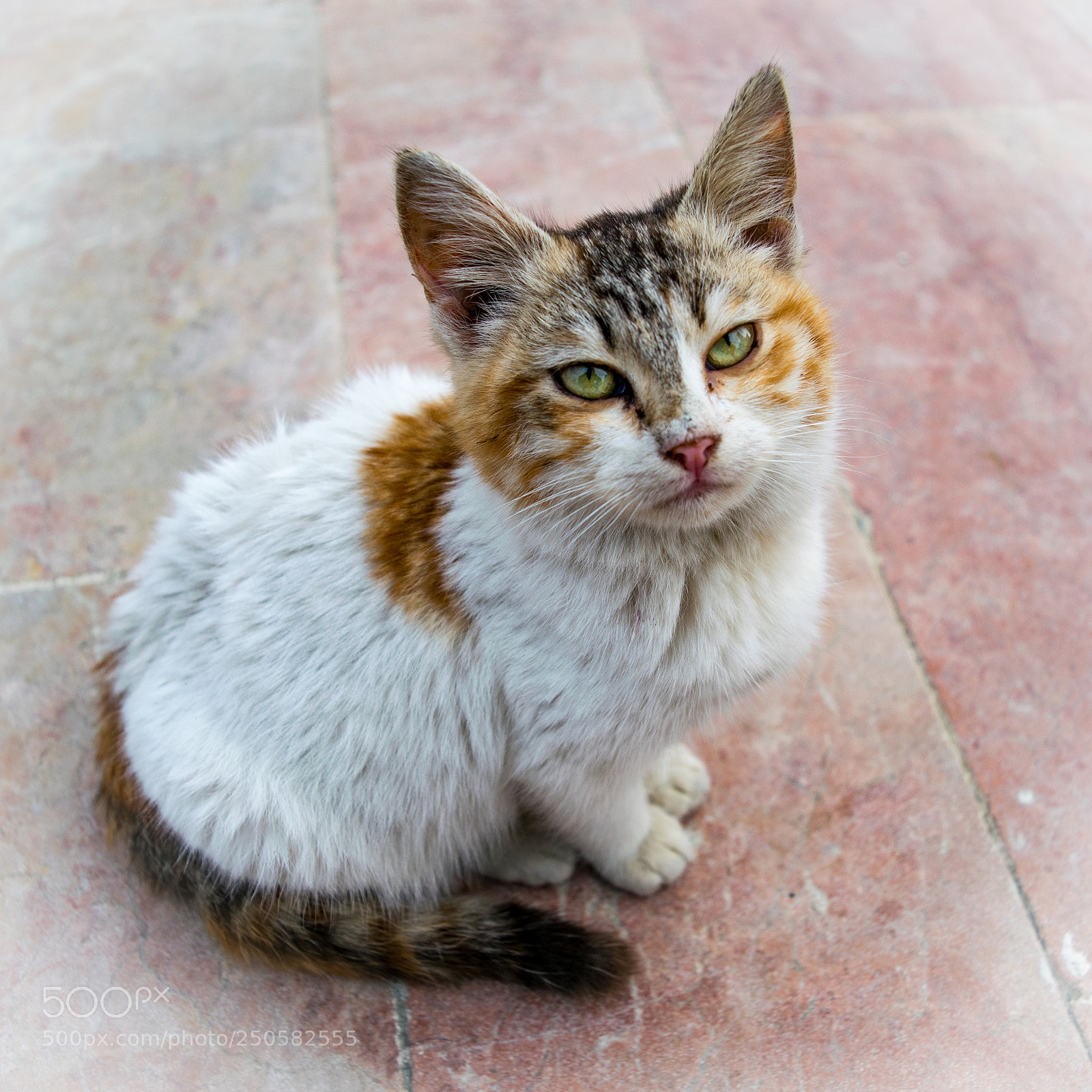 Nikon D5300 sample photo. Angry dude!! photography