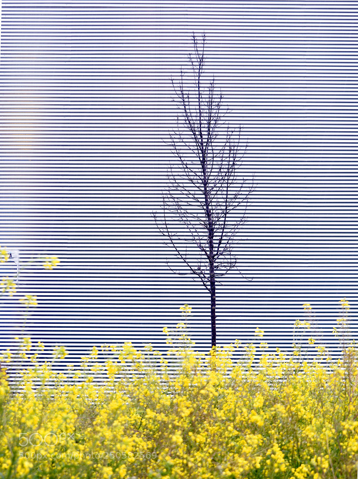 Olympus OM-D E-M5 II sample photo. Jardí urbà photography