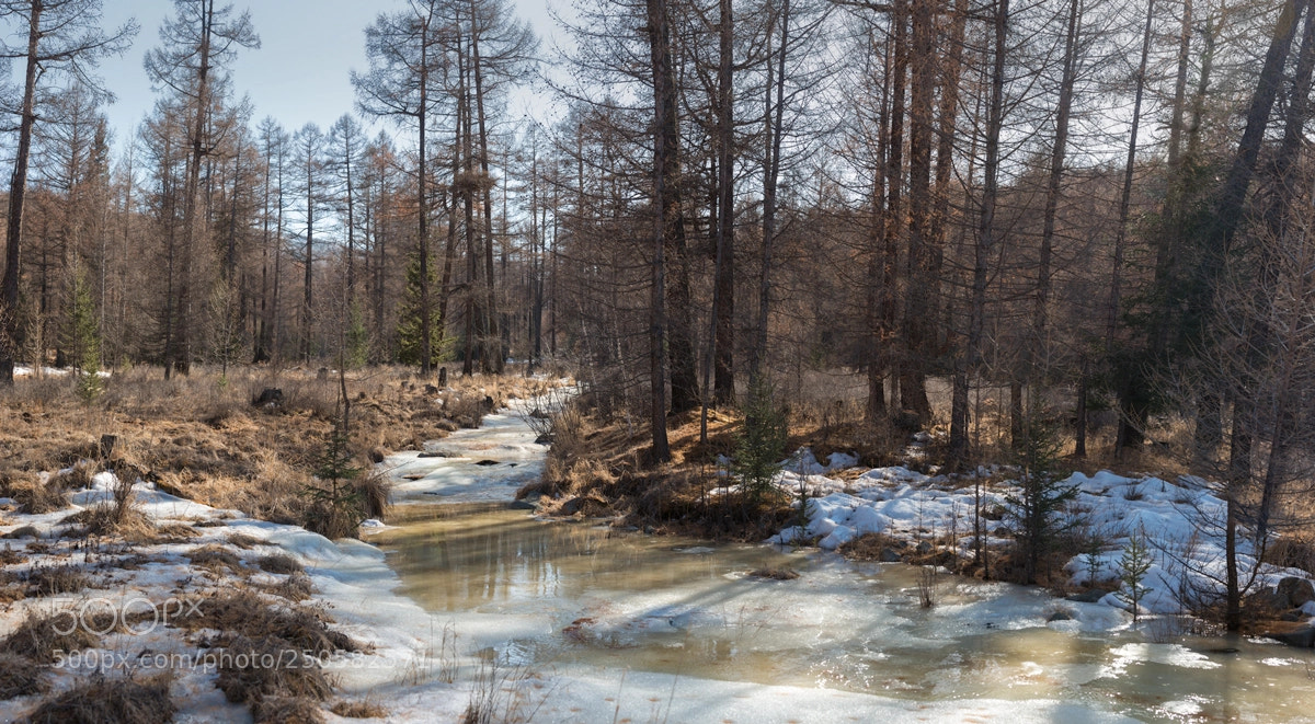 Nikon D800 sample photo. Spring in the forest photography