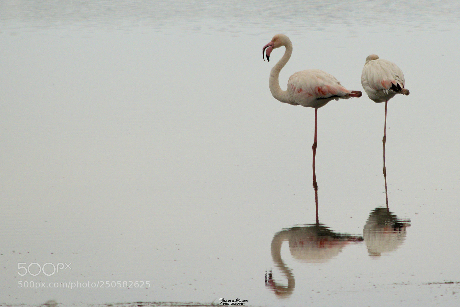 Nikon D5300 sample photo. Pink flamingos reflected photography