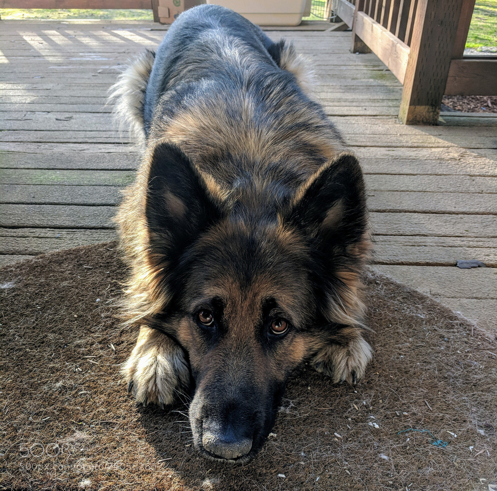 Google Pixel XL sample photo. Brown on brown photography